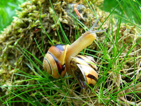 Image of Brown Lipped Snail