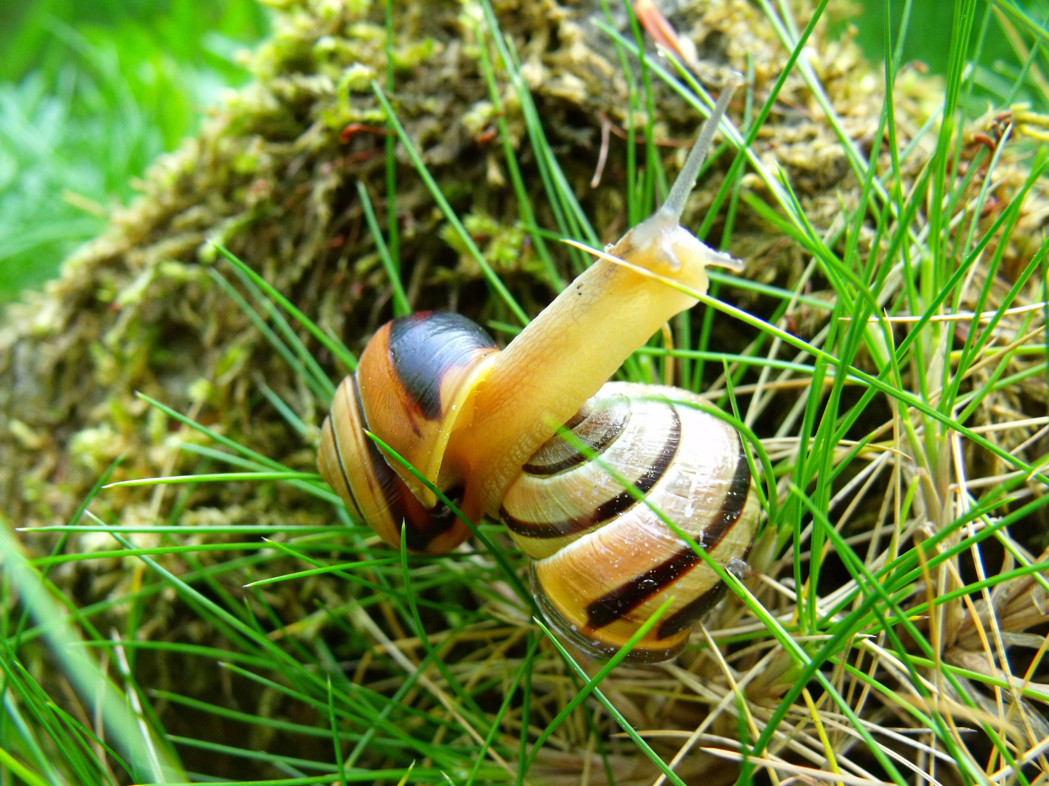 Image of Brown Lipped Snail