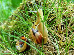 Image of Brown Lipped Snail