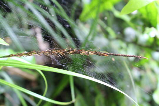 Image of Carex corynoidea K. A. Ford