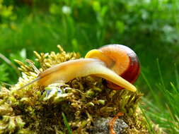 Image of Brown Lipped Snail