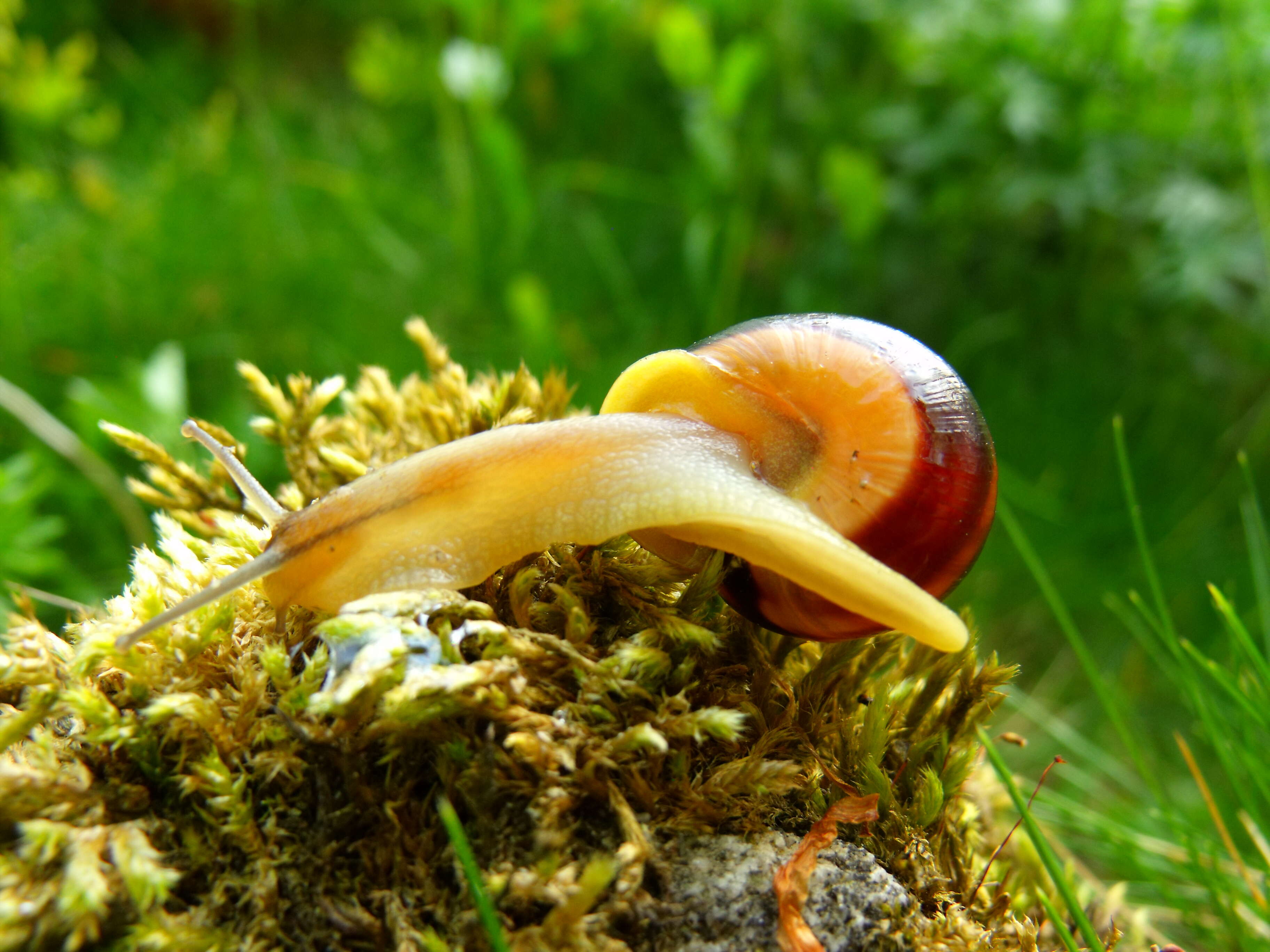 Image of Brown Lipped Snail