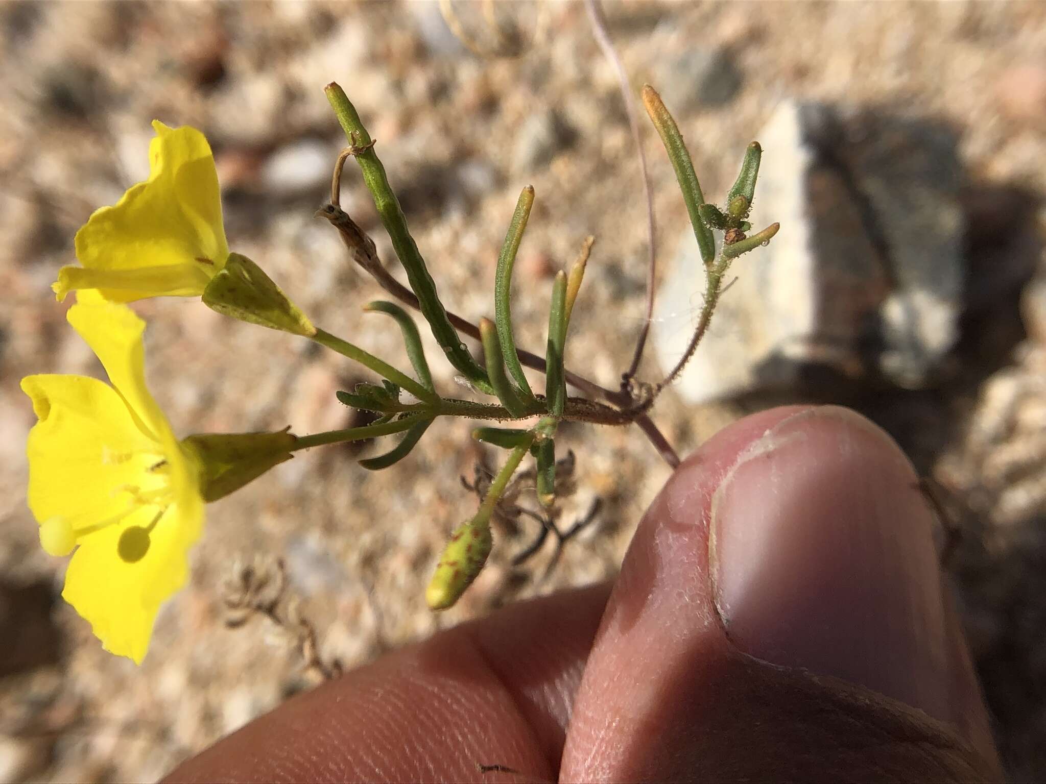 Imagem de Camissonia campestris (Greene) Raven