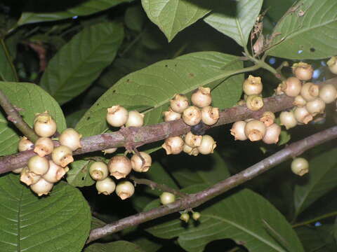 Image of Siparuna pauciflora (Beurl.) A. DC.