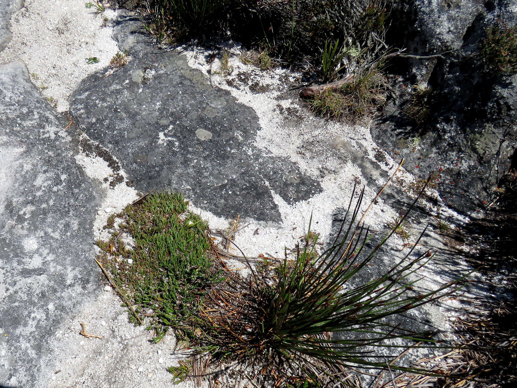 Image of Centella caespitosa Adamson