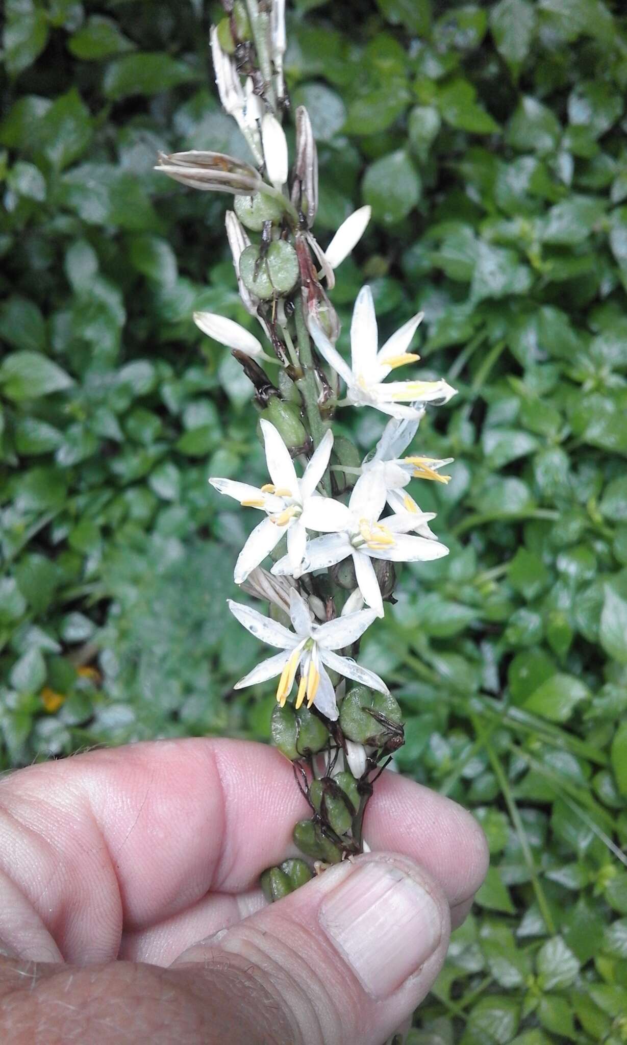 Image of Chlorophytum bowkeri Baker