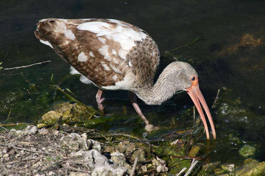 Image of Eudocimus Wagler 1832