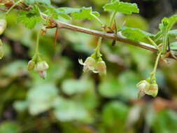 Image of Idaho gooseberry