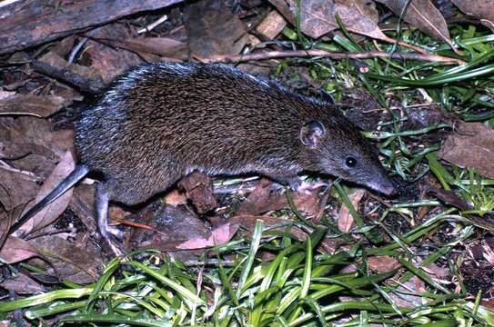 Image of Nuyts Southern Brown Bandicoot