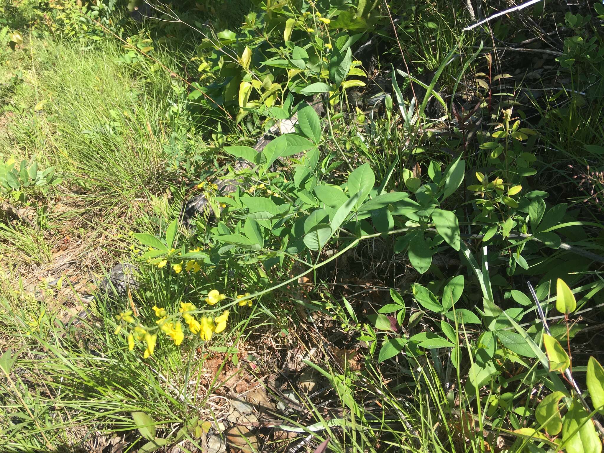 Image of ashleaf goldenbanner