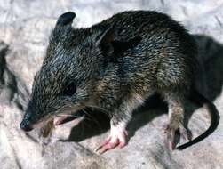 Image of Nuyts Southern Brown Bandicoot