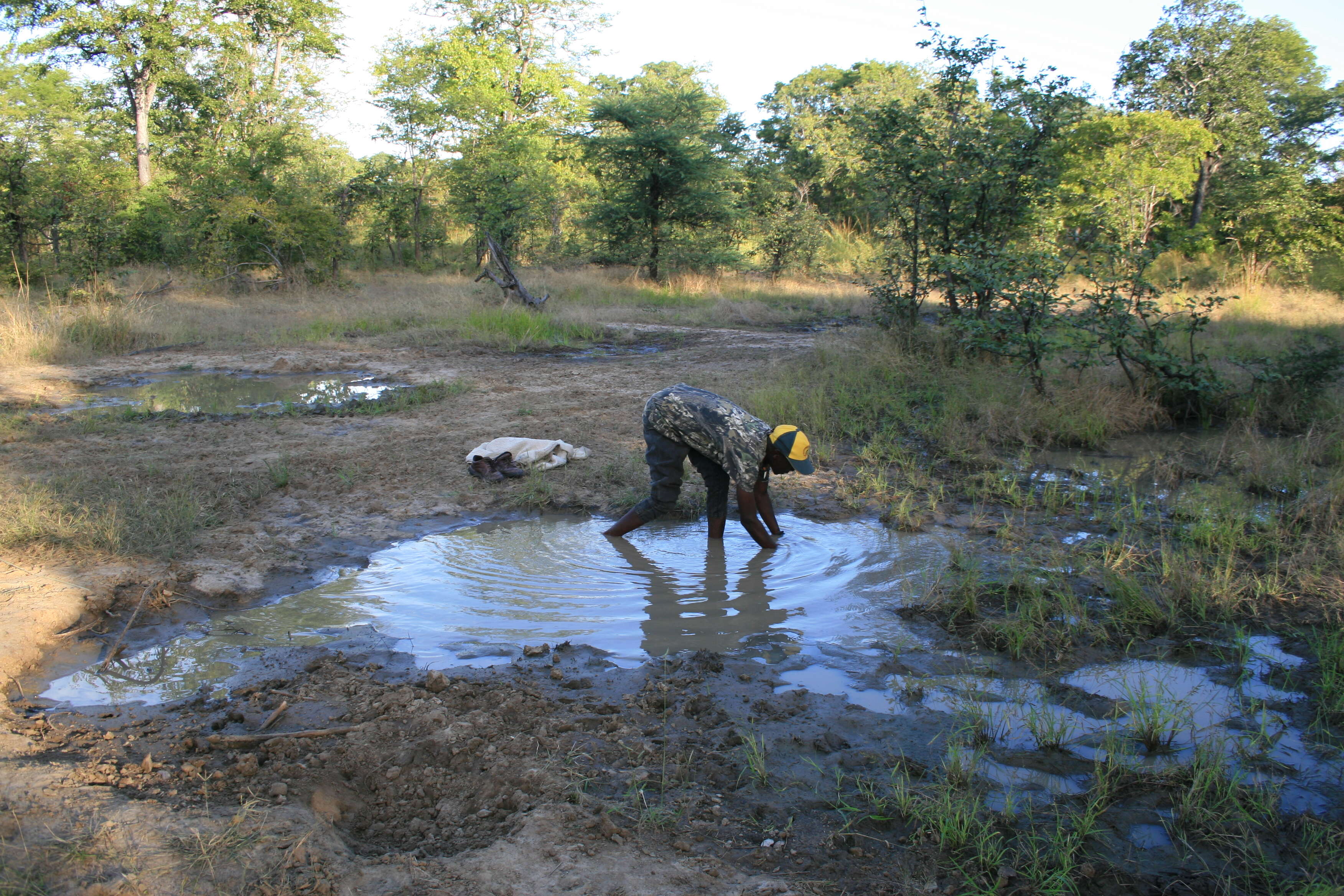 Image of African lungfishes