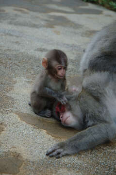 Image of Japanese Macaque