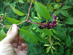 Image of American Nightshade