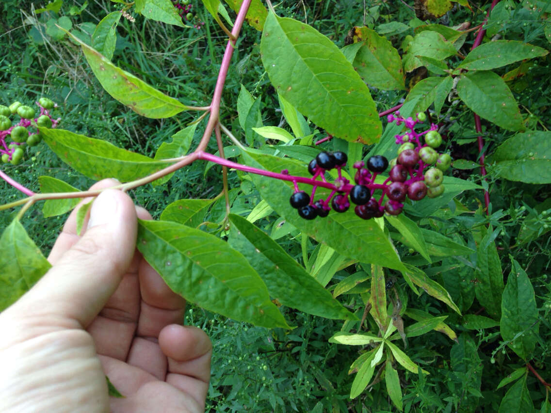 Image of American Nightshade