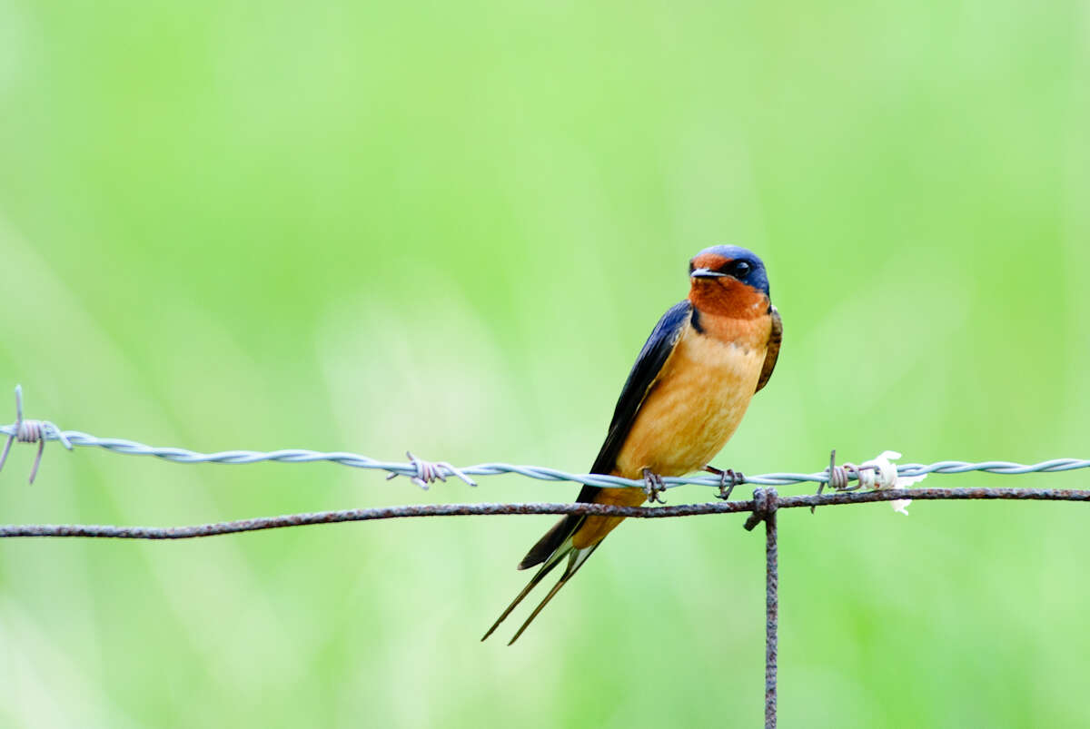 Image of Hirundo Linnaeus 1758