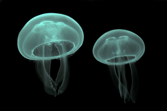Image of COMUN INGLES MEDUSITA