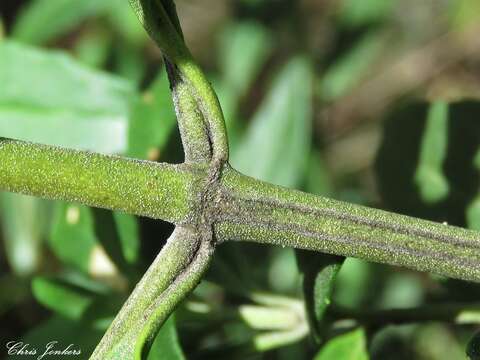 صورة Prostanthera caerulea R. Br.