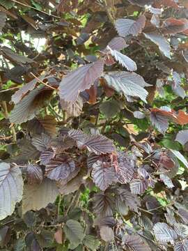 Слика од Corylus maxima Mill.