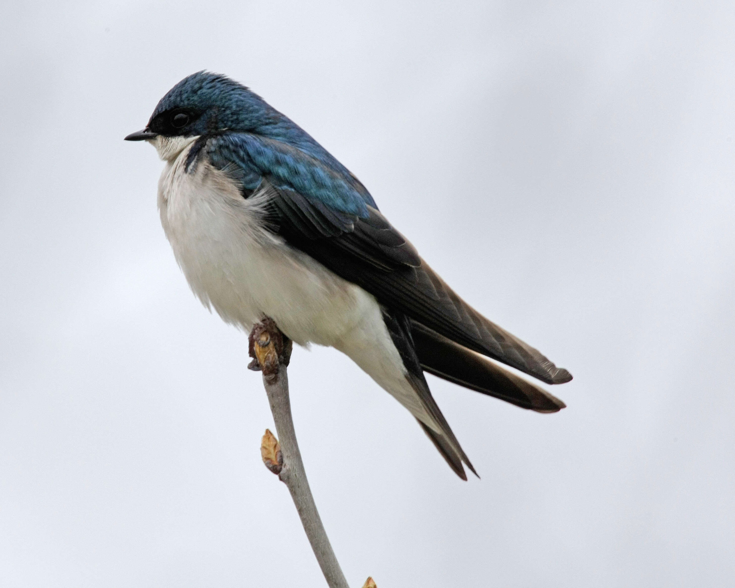 Image of Tachycineta Swallows