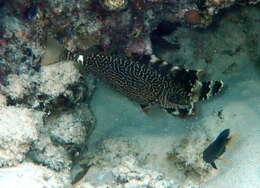 Image of Black spinefoot