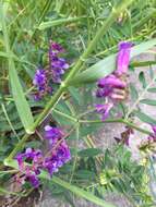 Imagem de Vicia villosa subsp. varia (Host) Corb.