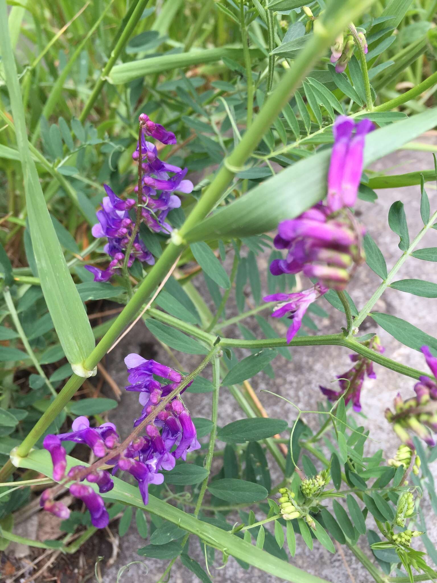 Vicia villosa subsp. varia (Host) Corb.的圖片