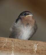 Imagem de Hirundo neoxena Gould 1842