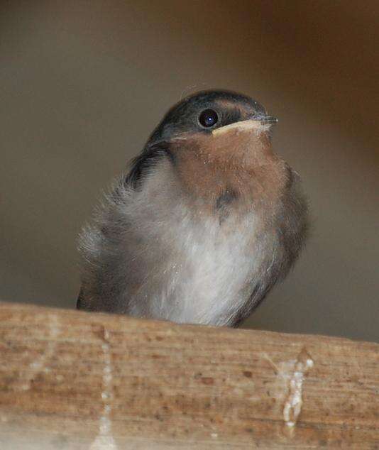 Imagem de Hirundo neoxena Gould 1842