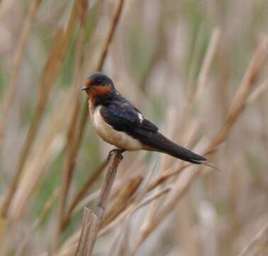 Image of Hirundo Linnaeus 1758