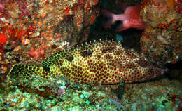 Слика од Epinephelus spilotoceps Schultz 1953