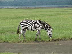 Image of Grant's zebra