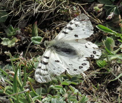 Parnassius hardwickii Gray 1831 resmi