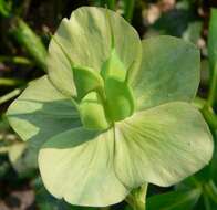 Image of lenten-rose