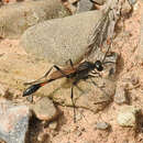 Image de Ammophila urnaria Dahlbom 1843