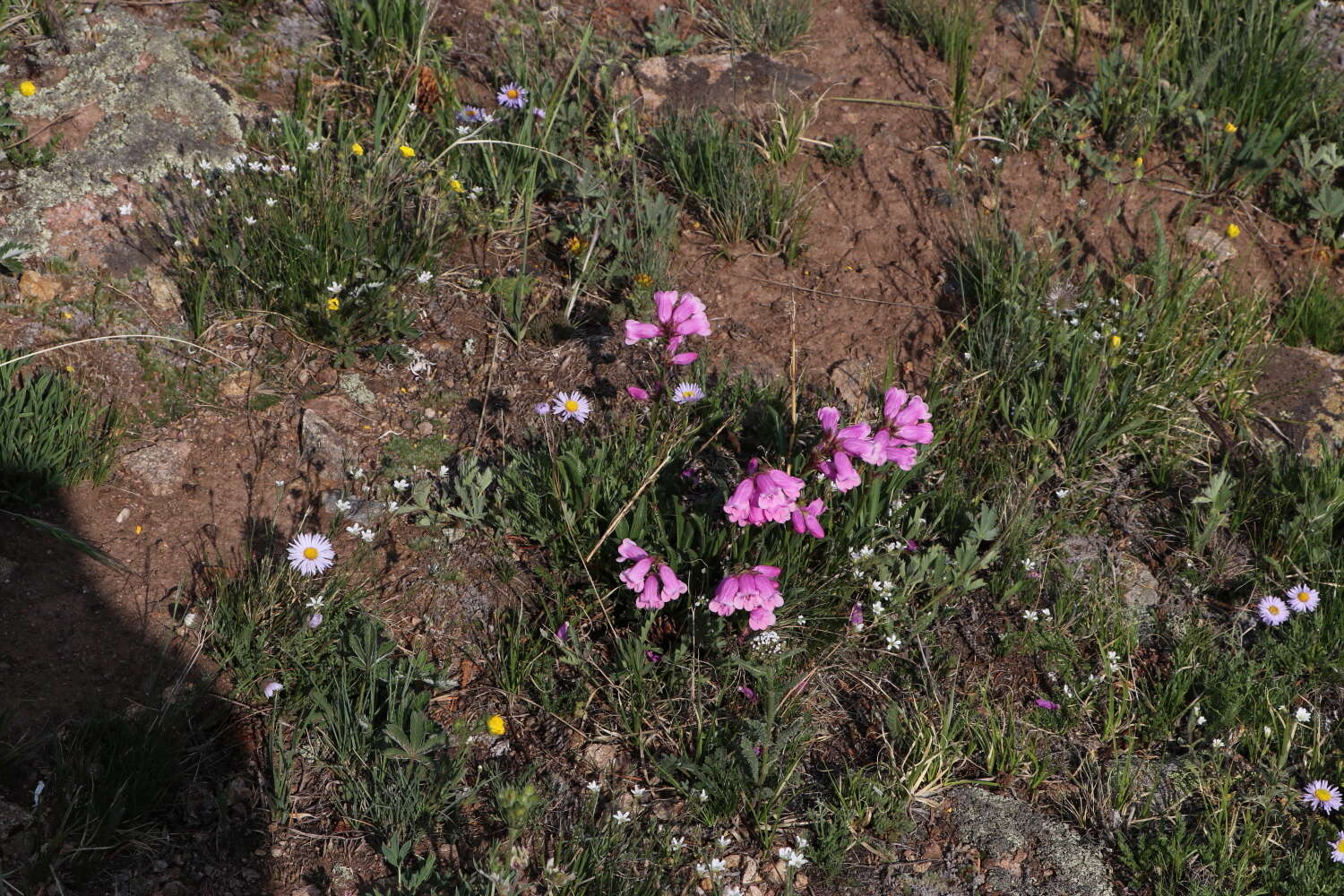 Plancia ëd Penstemon hallii A. Gray