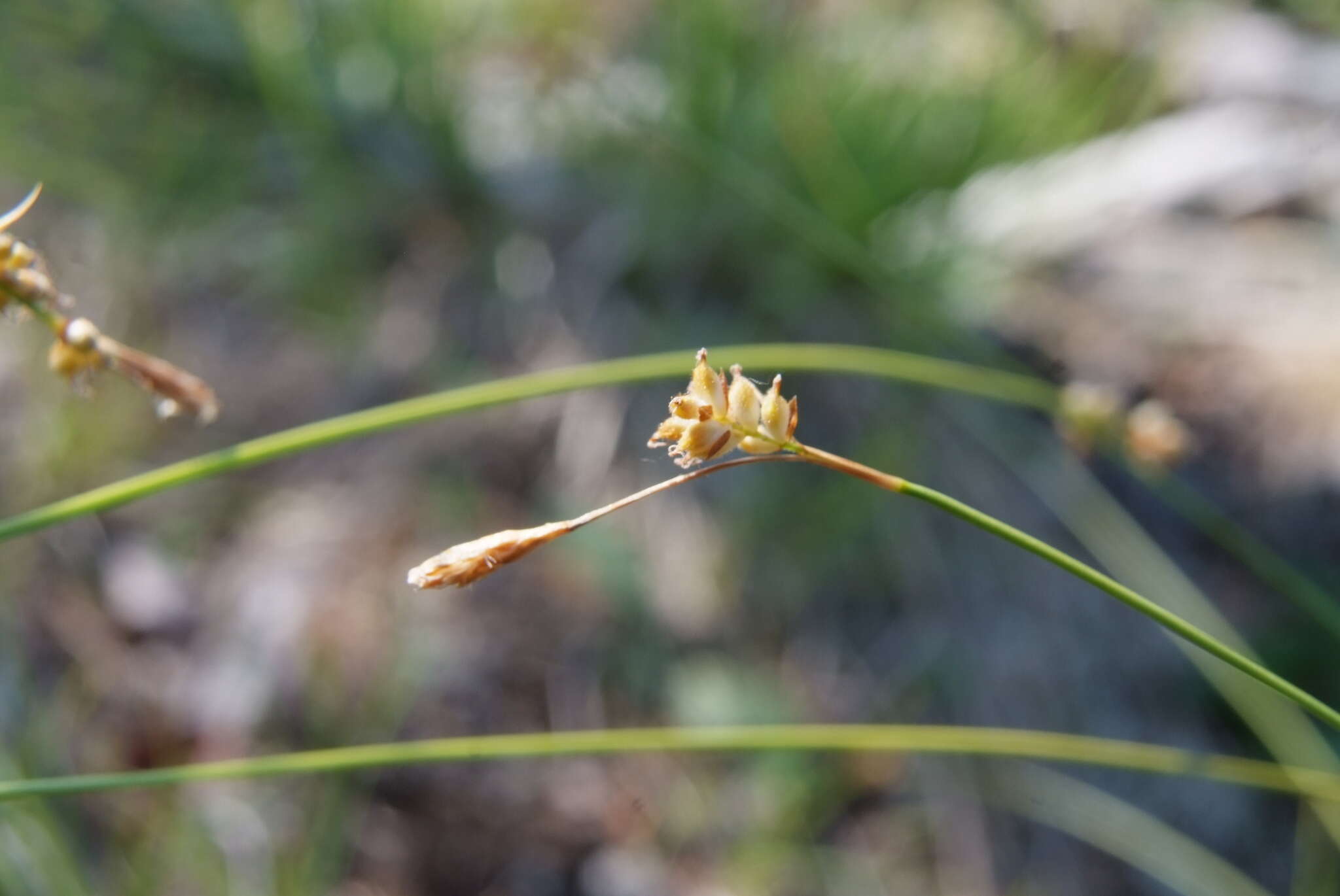 Image of Carex amgunensis F. Schmidt