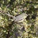 Image of Greater Wagtail-Tyrant