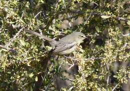 Image of Greater Wagtail-Tyrant