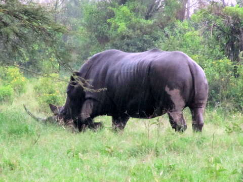 Image of Ceratotherium simum simum