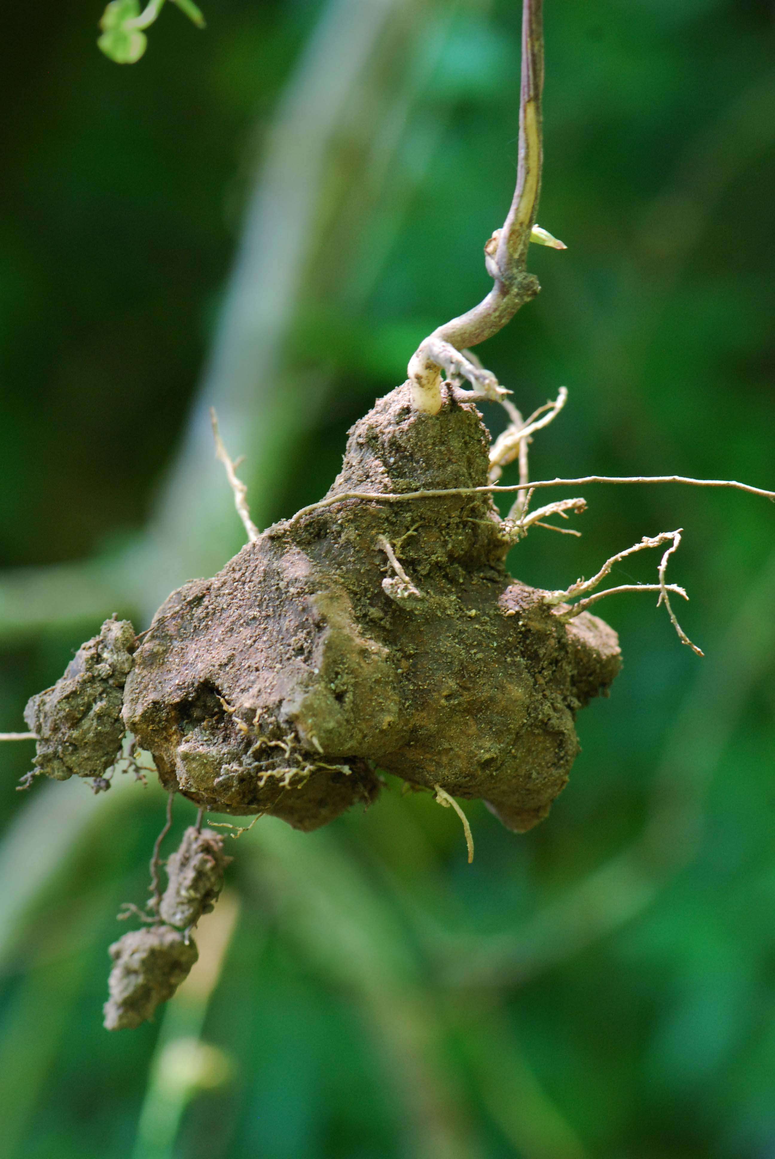 Image of Dioscorea communis (L.) Caddick & Wilkin