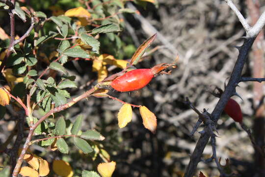 Image of Rosa oxyodon Boiss.