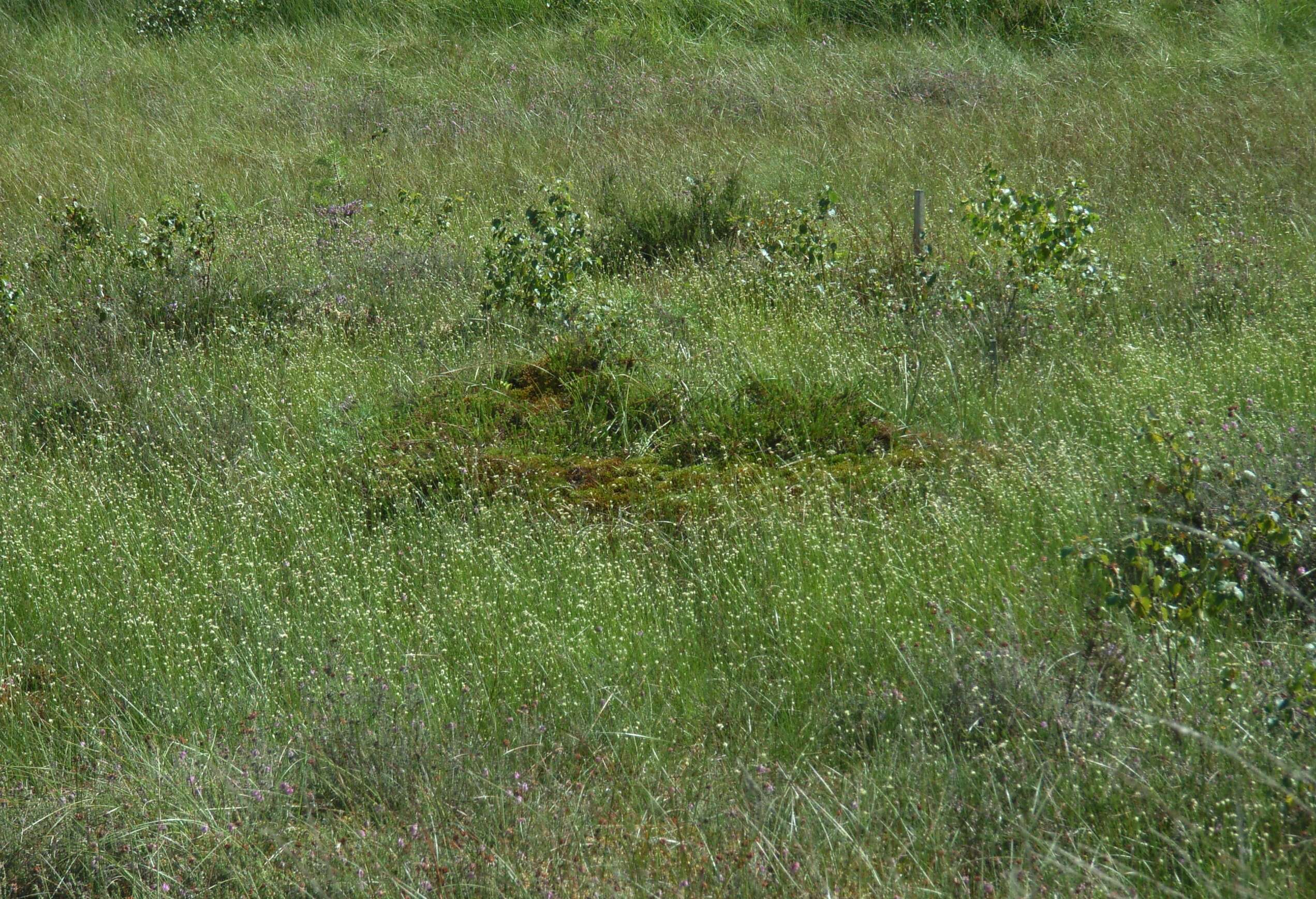 Plancia ëd Rhynchospora alba (L.) Vahl