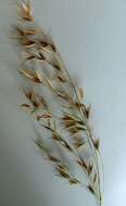 Image of wild oat