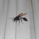 Image of Wasp