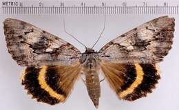 Image of Yellow-banded Underwing