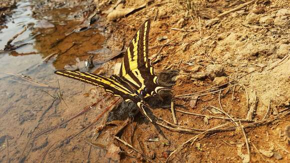 Sivun Papilio pilumnus Boisduval 1836 kuva