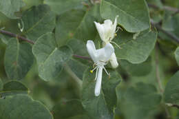 Image de Lonicera tianshanica Pojark.