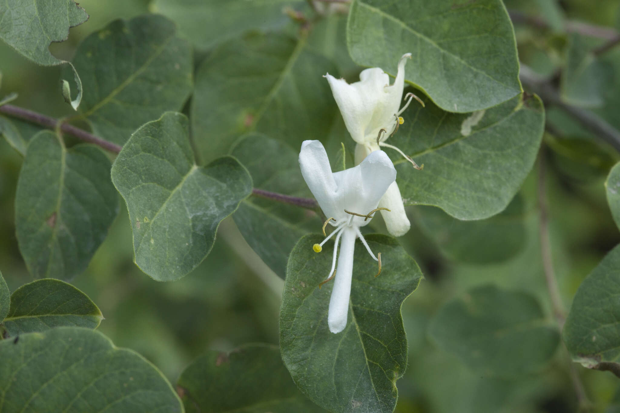 Image de Lonicera tianshanica Pojark.