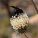 Xylocopa californica Cresson 1864 resmi